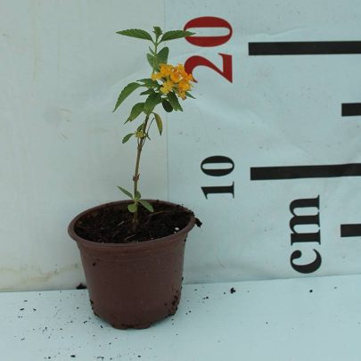 Lantana 'Yellow' 20-25cm