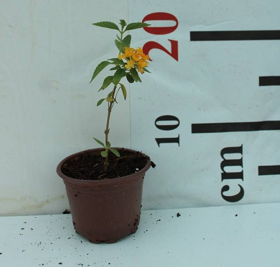 Lantana 'Yellow' 20-25cm