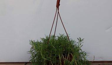 Portulaca  grandiflora Hanging