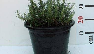 Rosemarinus officinalis 40-50cm