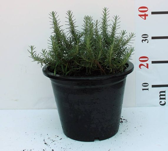Rosemarinus officinalis 40-50cm