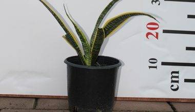 Sansevieria trifasciata 40-50cm