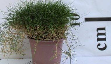 Zoysia Grass 10-15cm