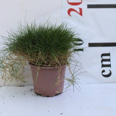 Zoysia Grass 10-15cm