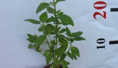 Ocimum bacilicum "Rehan" 25-30cm