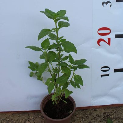 Ocimum bacilicum "Rehan" 25-30cm