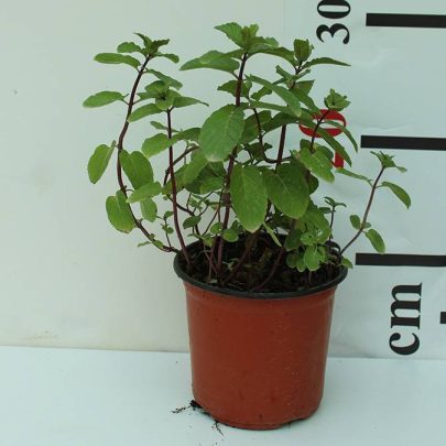 Mint 20-30cm