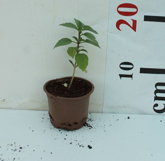 Mint 15-20cm - Image 2