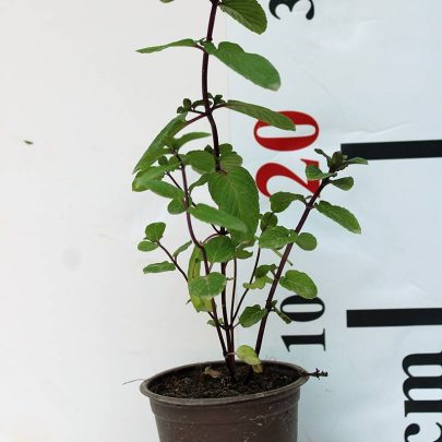 Mint 15-20cm