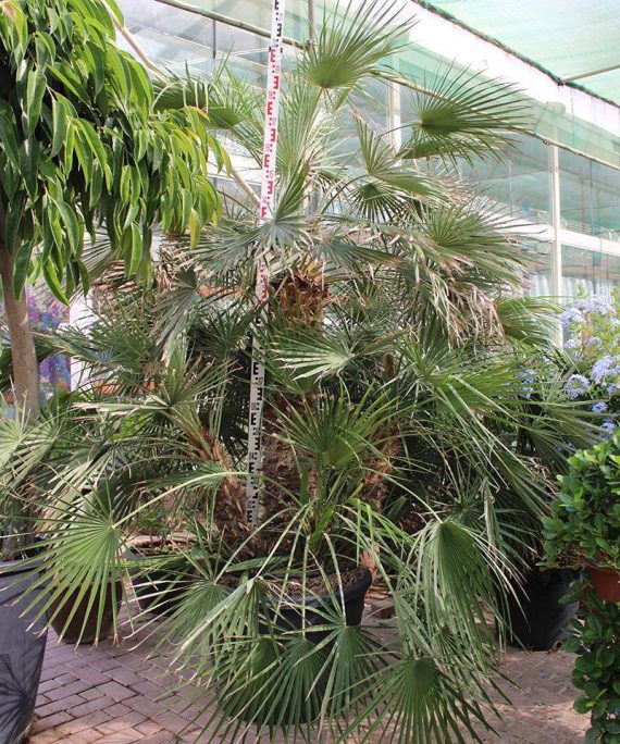 Chamaerops humilis