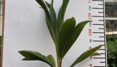 Cocos nucifera 1.5-1.8m