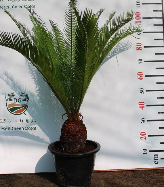 Cycas revoluta 80-100cm - Image 3