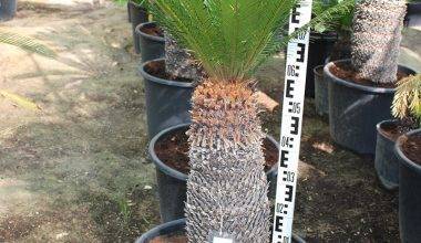Cycas revoluta 70-80cm