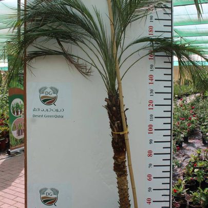 Phoenix roebelenii