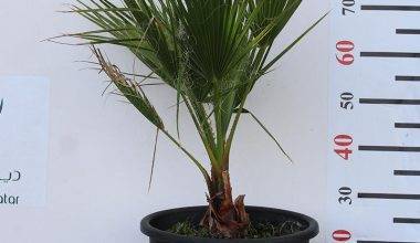 Washingtonia robusta