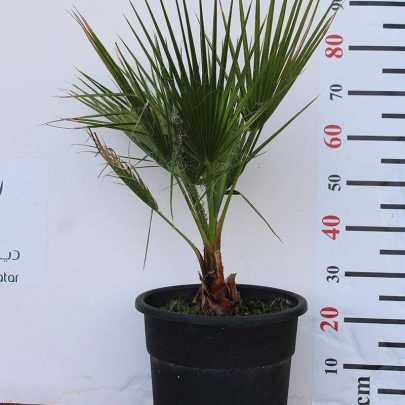 Washingtonia robusta