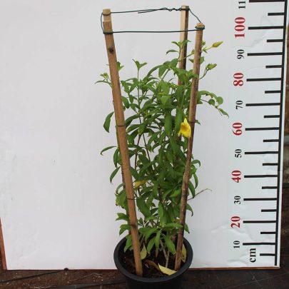 Allamanda catharitica 70-80cm