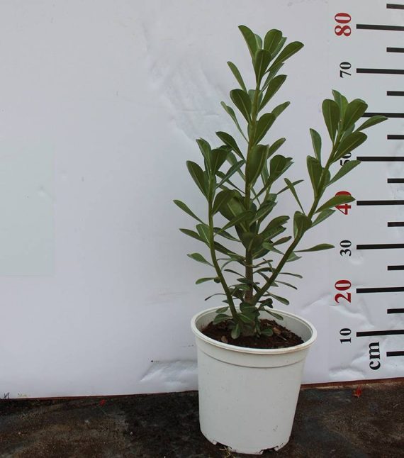 1/ Adenium obesum 30-35cm
2/ adenium obesum ht 1.5 m - Image 2