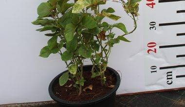 Acalypha wilkesiana 50-60cm