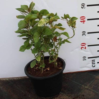 Acalypha wilkesiana 50-60cm