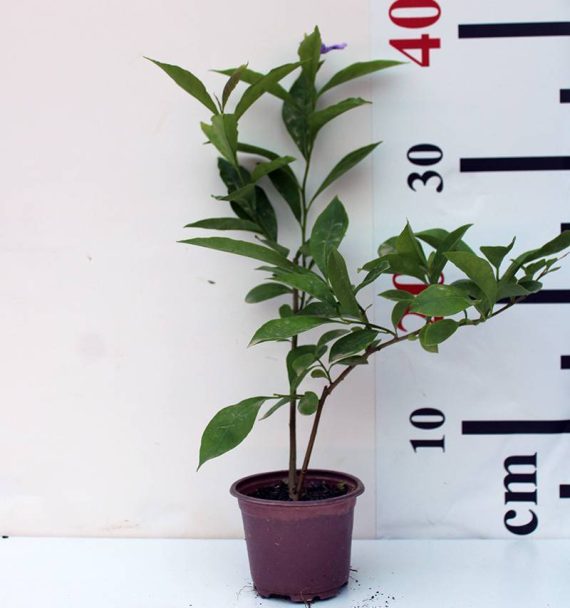Brunfelsia latifolia 20-25cm