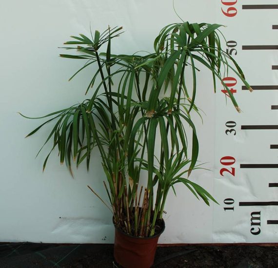 Cyperus alternifolius 40-50cm - Image 2