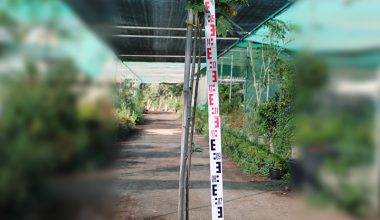 Cassia glauca 2-2.5m