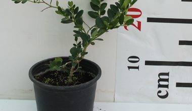 Carissa grandiflora 30-50cm