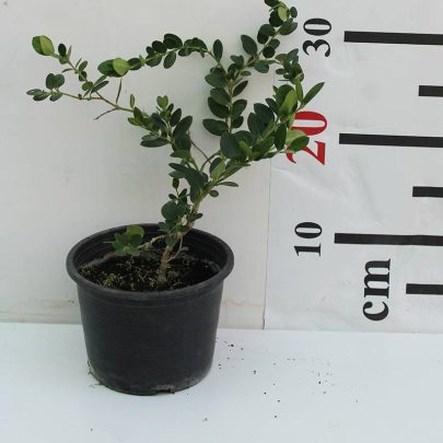 Carissa grandiflora 30-50cm