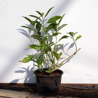 Cestrum nocturnum 40-50cm
