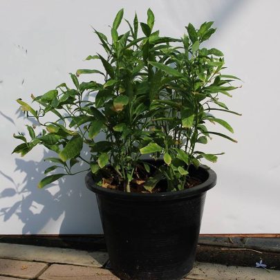Cestrum nocturnum 80-100cm