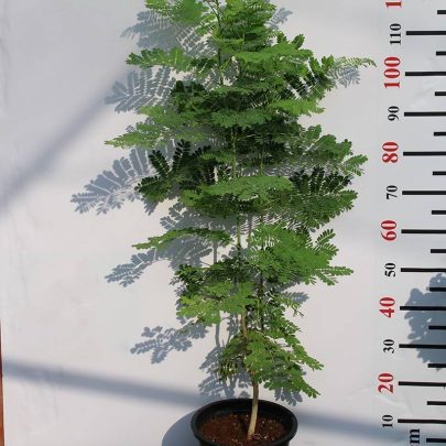 Caesalpinia pulcherrima 1m