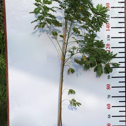 Cassia glauca 50-70cm