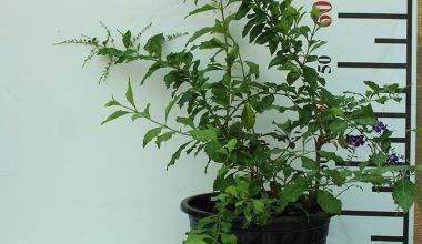 Duranta erecta "Green" 60-70cm