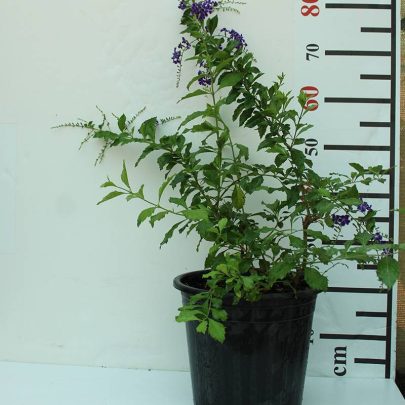 Duranta erecta "Green" 60-70cm