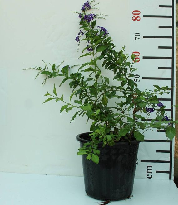 Duranta erecta "Green" 60-70cm