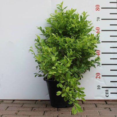 Duranta (Repens Golden) 50-60cm