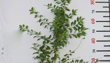 Duranta "Green" 40-50cm