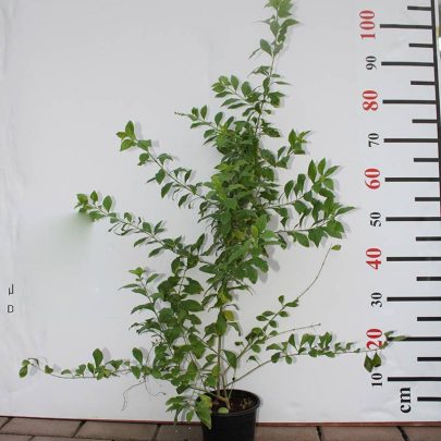 Duranta "Green" 40-50cm