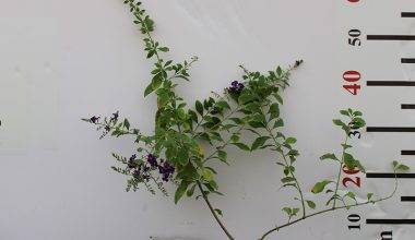 Duranta erecta "Green" 20-25cm