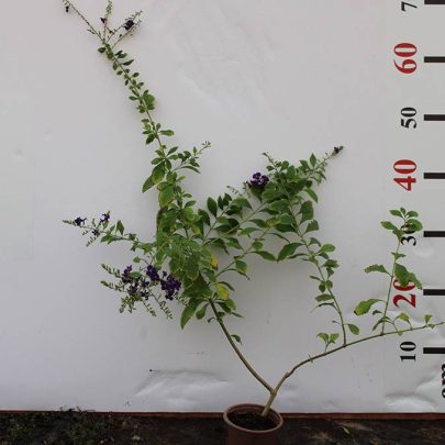 Duranta erecta "Green" 20-25cm