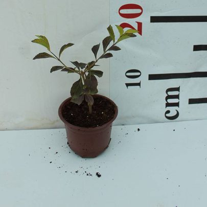 Duranta (Repens Golden) 30-35cm