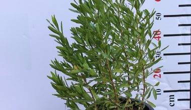 Dodonaea viscosa 80-100cm