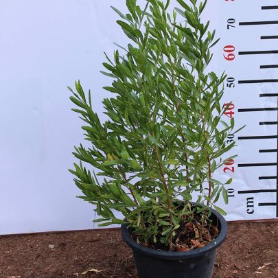 Dodonaea viscosa 80-100cm