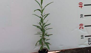 Dodonaea viscosa 10-20cm