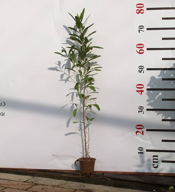 Dodonaea viscosa 10-20cm - Image 2