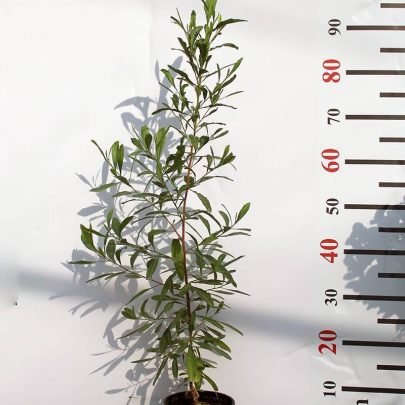 Dodonaea viscosa 30-50cm