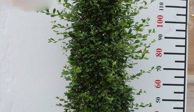 Ehretia Cone Shape(Calypot) 1m