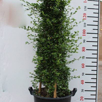 Ehretia Cone Shape(Calypot) 1m