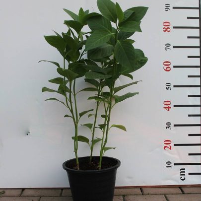 Eranthemum "Purpurea" 60-80cm